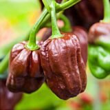 Хабанера шоколадний насіння перцю гіркого (Satimex СДБ) 8 шт - Зображення 3