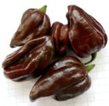 Хабанера шоколадний насіння перцю гіркого (Satimex СДБ) 8 шт - Зображення 2