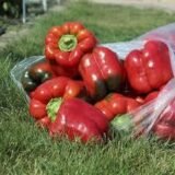 Червоний Лицар F1 насіння перцю солодкого (Seminis) 8 шт - Зображення 2