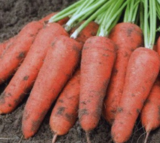 Абако F1 (Abaco F1)  насіння моркви (Seminis) 400 шт - Зображення 4