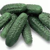 Акорд F1 насіння огірка бджолозапильного (Bejo) 50 шт - Зображення 2