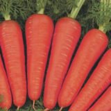 Канада F1 насіння моркви (Bejo) 400 шт - Зображення 2