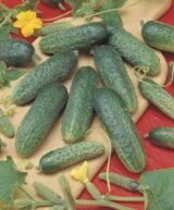 Огірок Атлантіс F1, 50 шт. (Власне фасування з оригінального упакування), (Bejo Zaden). - Зображення 3