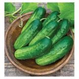 Іра  F1, 50 шт, (Власне фасування з оригінального упакування) - Зображення 3