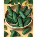 Огірок Наташа F1, 50 шт. (Власне фасування з оригінального упакування), (Seminis). - Зображення 3