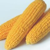 Кукурудза Оверленд F1, 20 шт - Зображення 4