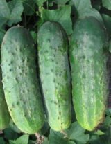Роял F1 насіння огірка бджолозапильного (Clause) 20 шт - Зображення 3