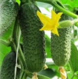 Огірок Кібрія F1, 50 шт. (Власне фасування з оригінального упакування), (Rijk Zwaan). - Зображення 3