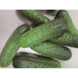 Мірабелл F1 насіння огірка партенокарпічного (Seminis) 10 шт - Зображення 2