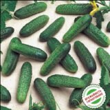 Мірабелл F1 насіння огірка партенокарпічного (Seminis) 10 шт - Зображення 3