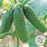 Оптімус F1 насіння огірка партенокарпічного (Lark Seeds) 10 шт - Зображення 2