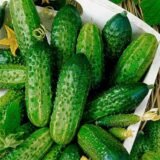 Оптімус F1 насіння огірка партенокарпічного (Lark Seeds) 10 шт - Зображення 3