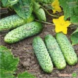 Престо F1 насіння огірка партенокарпічного (Rijk Zwaan) 10 шт - Зображення 2