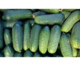 Престо F1 насіння огірка партенокарпічного (Rijk Zwaan) 10 шт - Зображення 3