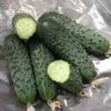 Сатіна F1 насіння огірка партенокарпічного (Nunhems) 10 шт - Зображення 2