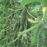 Огірок Чайковський F1 (12 78), 10 шт. (Власне фасування з оригінального упакування), (Rijk Zwaan).