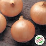 Кенді F1 насіння цибулі ріпчастої жовтої (Seminis) 100 шт - Зображення 3