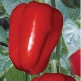 Анастасія насіння перцю солодкого (Укр.) 0.3 г - Зображення 3