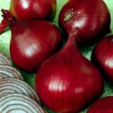 Ред Барон насіння цибулі ріпчастої (Bejo) 200 шт - Зображення 2