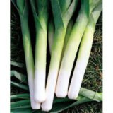 Порбелла насіння цибулі порей (Hazera) 100 шт - Зображення 2