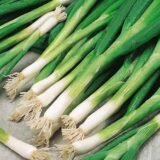 Параді насіння цибулі (Bejo) 200 шт - Зображення 2