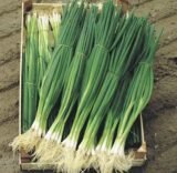 Параді насіння цибулі (Bejo) 200 шт - Зображення 3