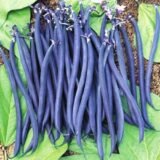 Пурпурова королева насіння квасолі спаржевої (Садиба центр) 10 шт - Зображення 2
