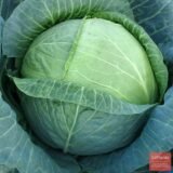 Амтрак F1 насіння капусти білоголової (Bejo) 20 шт - Зображення 2