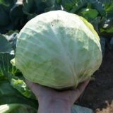 Зенон F1 насіння капусти білоголової (Syngenta) 20 шт - Зображення 3