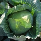 Зенон F1 насіння капусти білоголової (Syngenta) 20 шт - Зображення 2