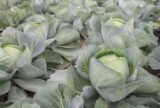 Зенон F1 насіння капусти білоголової (Syngenta) 20 шт - Зображення 4