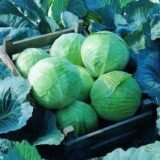 Леннокс F1 насіння капусти білоголової (Bejo) 20 шт - Зображення 3