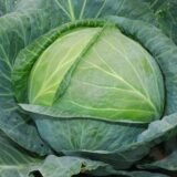 Леннокс F1 насіння капусти білоголової (Bejo) 20 шт - Зображення 2