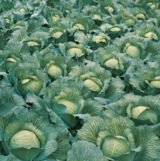 Леннокс F1 насіння капусти білоголової (Bejo) 20 шт - Зображення 4