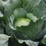 Бронко F1 насіння капусти білоголової (Bejo) 20 шт - Зображення 2