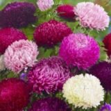 Низькорпосла Камео суміш насіння айстри 0.3 г - Зображення 2