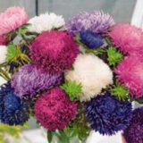 Низькорпосла Камео суміш насіння айстри 0.3 г - Зображення 3