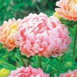 Дюшес абрикосовий насіння айстри (Hem Zaden) 0.2 г - Зображення 2