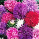 Страусине Перо суміш (Mix) насіння айстри (Hem Zaden) 0.3 г - Зображення 3