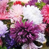 Страусине Перо суміш (Mix) насіння айстри (Hem Zaden) 0.3 г - Зображення 2