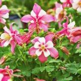 Королівська роза насіння аквілегії (Hem Zaden) 0.1 г - Зображення 3