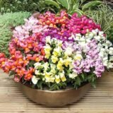 Снеппі F1 суміш насіння антірінума карликового (Hem Genetics) 20 шт - Зображення 2