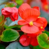 Варіація F1 бегонія вічноквітуча (Cerny) 10 шт - Зображення 2