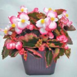 Наход F1 насіння бегонії вічноквітучої (Cerny) 10 шт - Зображення 2