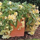 Шансон F1 ванільно-жовта насіння бегонії (Cerny) 10 шт - Зображення 2