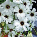 Брахікома біла (white) насіння (Hem Zaden) 0.1 г - Зображення 2