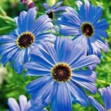 Брахікома блакитна (блакитний вогник) насіння (Hem Zaden) - Зображення 3