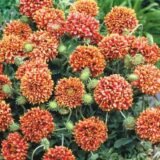 Лоренсія суміш (mix) насіння гайлардії (Hem Zaden) 0.2 г - Зображення 3