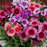 Діана F1 суміш (mix) насіння гвоздики китайської (Hem Genetics) 10 шт - Зображення 2