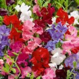 Королівська сім’я суміш (mix) насіння горошку духмяного (Hem Zaden) 0.5 г - Зображення 2